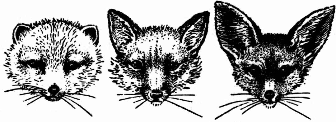 动物冬天为什么不冻脚,动物为什么能抵御寒冷