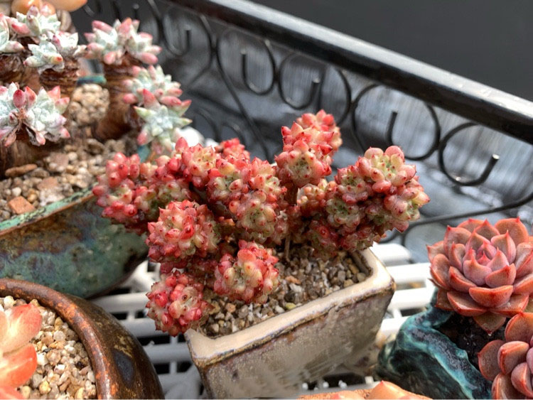 多肉葡萄叶子有黑点掉叶子怎么办,多肉布丁叶子一碰就掉怎么回事