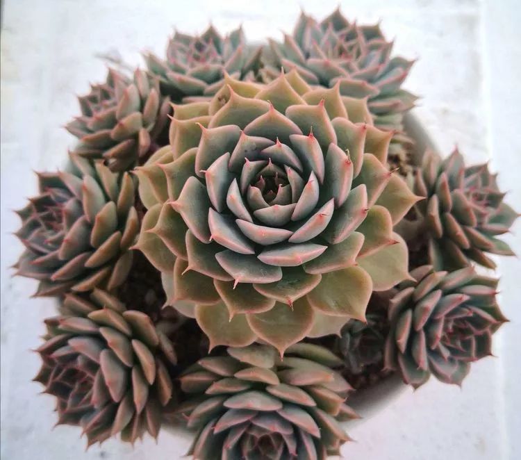 一花一世界多肉园艺,一花一世界一叶一菩提多肉植物