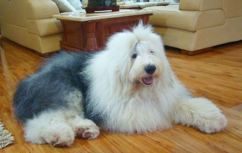 盘点狗遇到天气热的反应,狗界最令人讨厌的狗