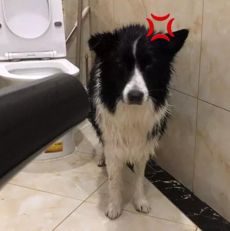 狗狗这么可爱，怎么舍得和它吵架呢？除非忍不住