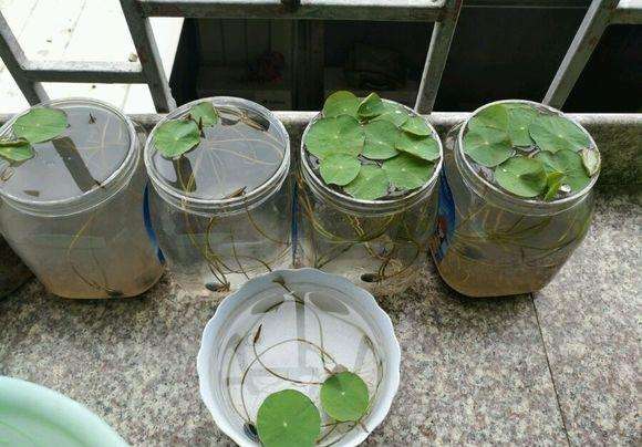 水培碗莲从发芽到开花需要多久,碗莲种子只长叶不开花怎么回事