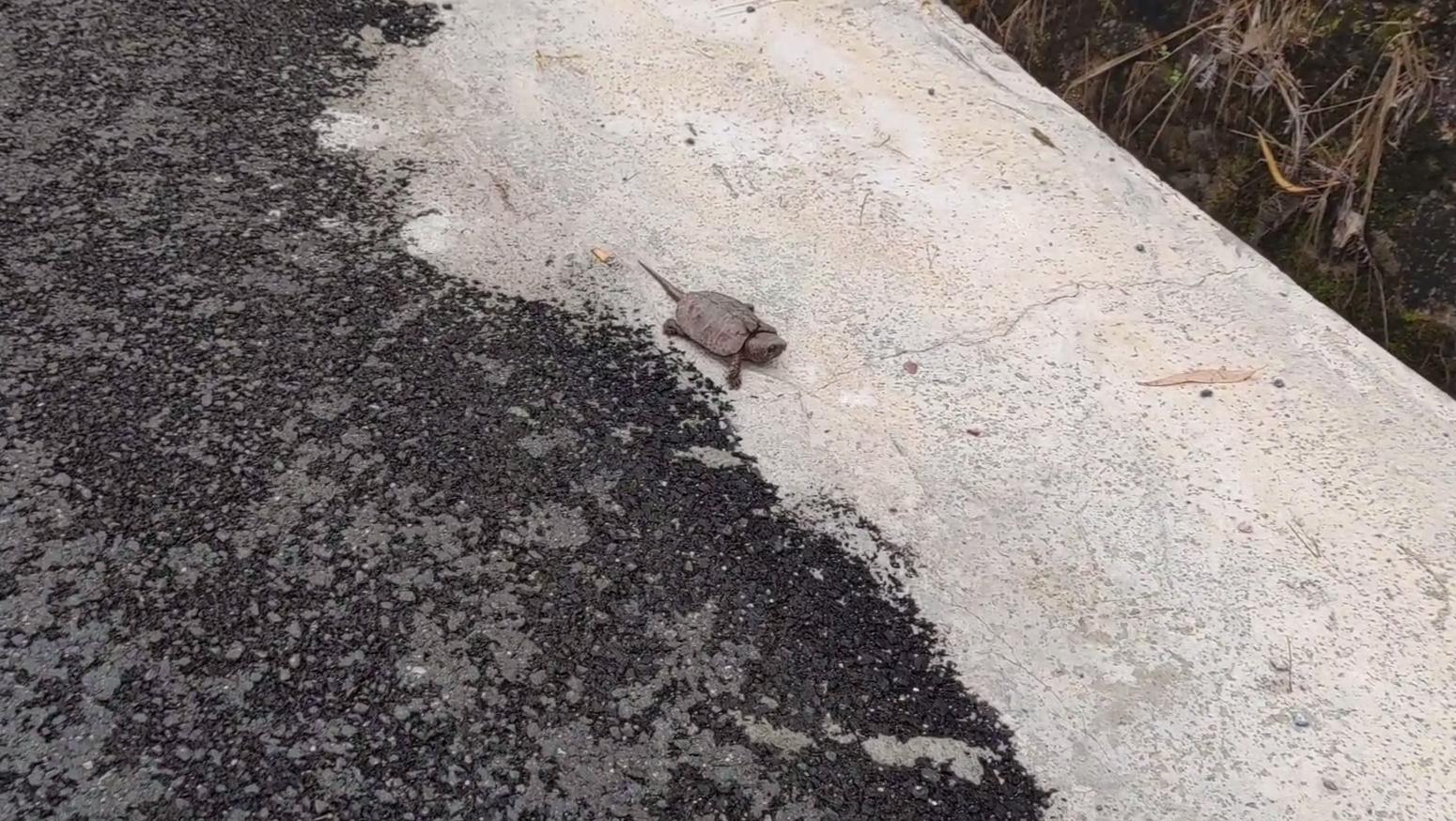 龟壳奇特的宠物龟,常见的十大凶猛宠物龟