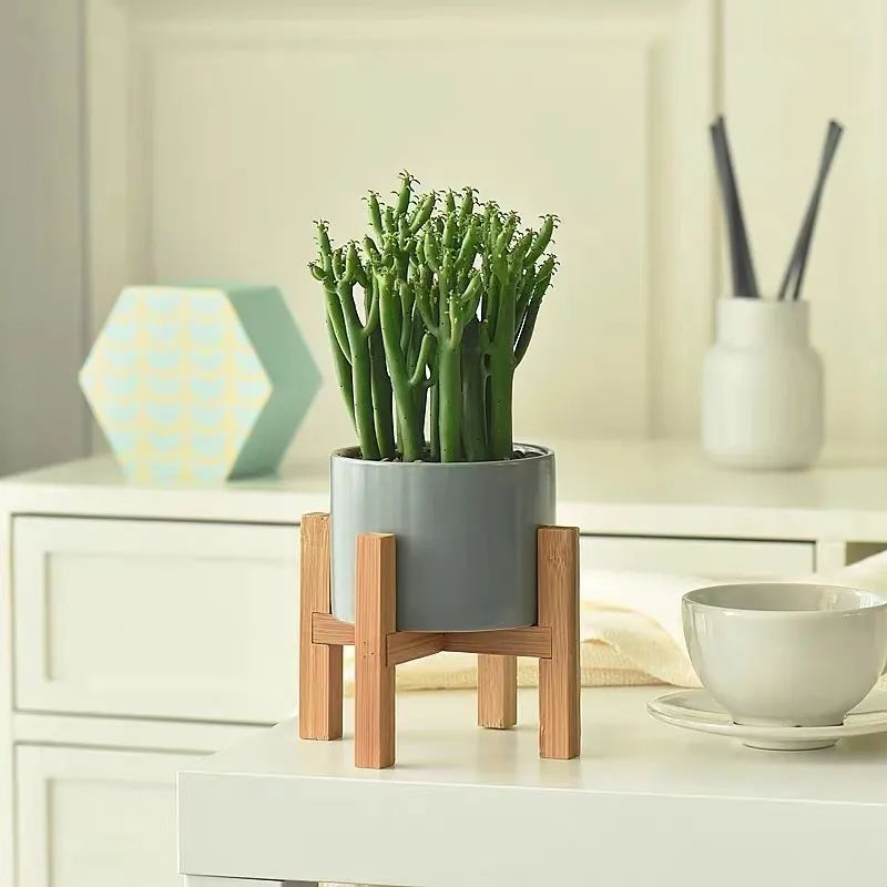 家里种光棍树多肉好不好,光棍树适合室内养殖吗