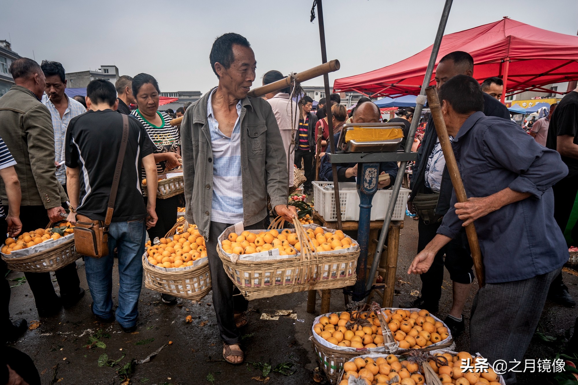天府新区太平枇杷,成都太平枇杷批发市场