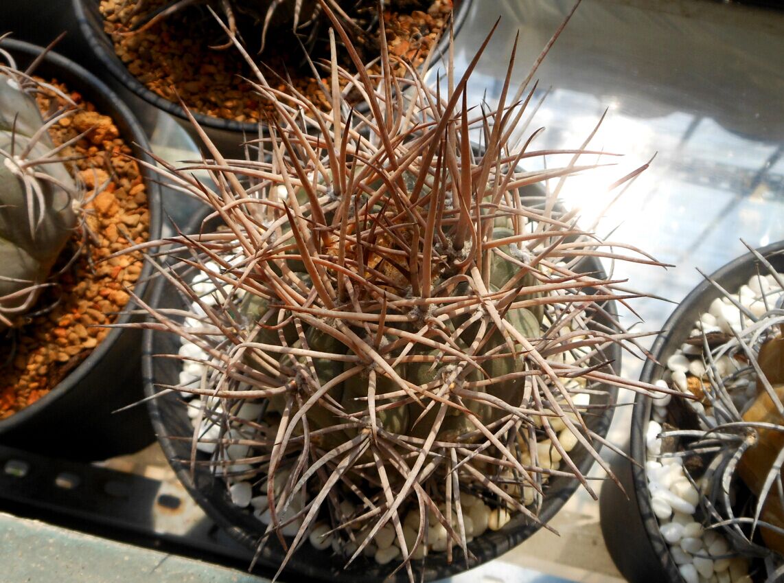 101个仙人球品种,101种仙人球开花图片