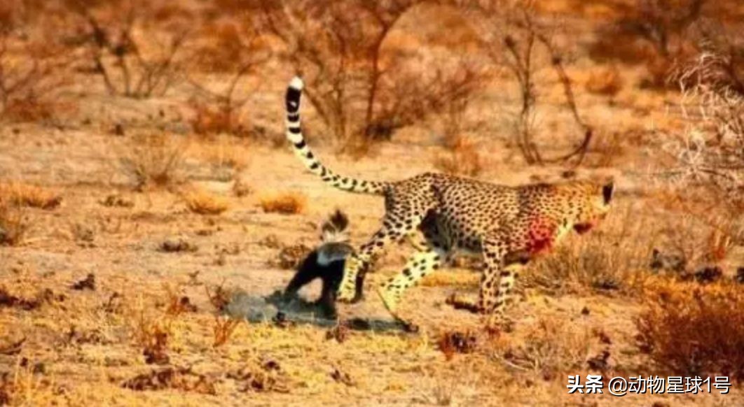 平头哥蜜獾照片,蜜獾平头哥动物科普