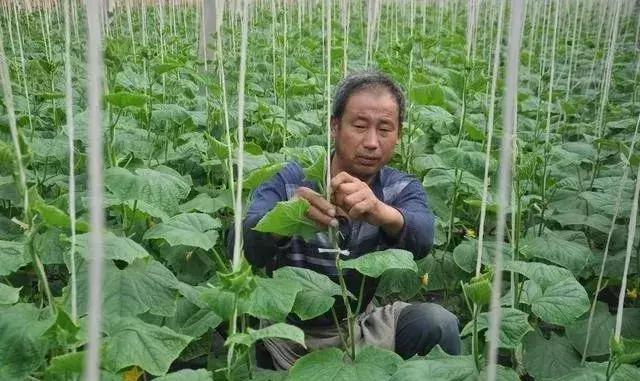 土方法泡药酒,土方法给黄酒灭菌