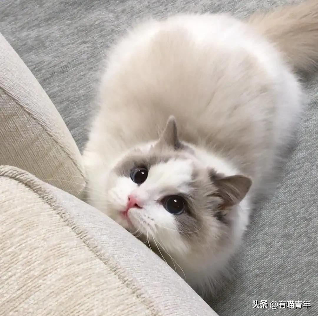 小奶猫的危害视频,小奶猫有什么危险