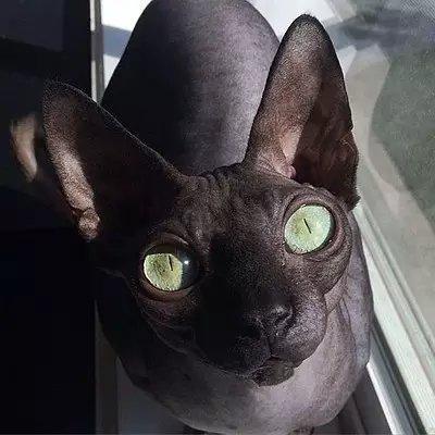 世界上最致命的猫黑足猫,世界十大奇特的猫你见过哪一种