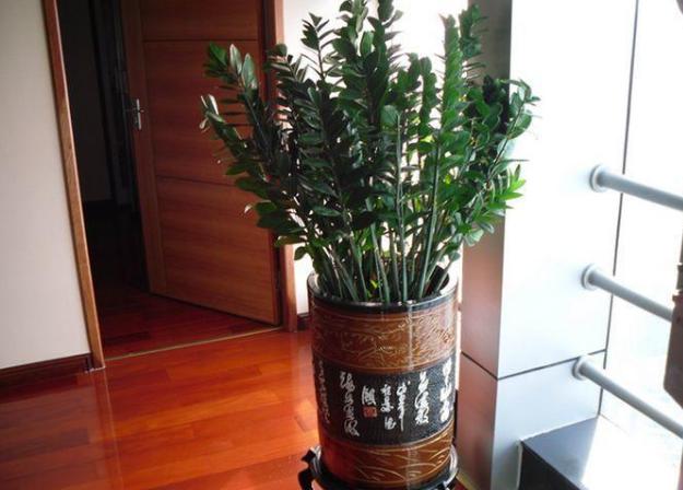 冬天金钱树叶子烧焦似的怎么回事,金钱树发芽不长叶子怎么办