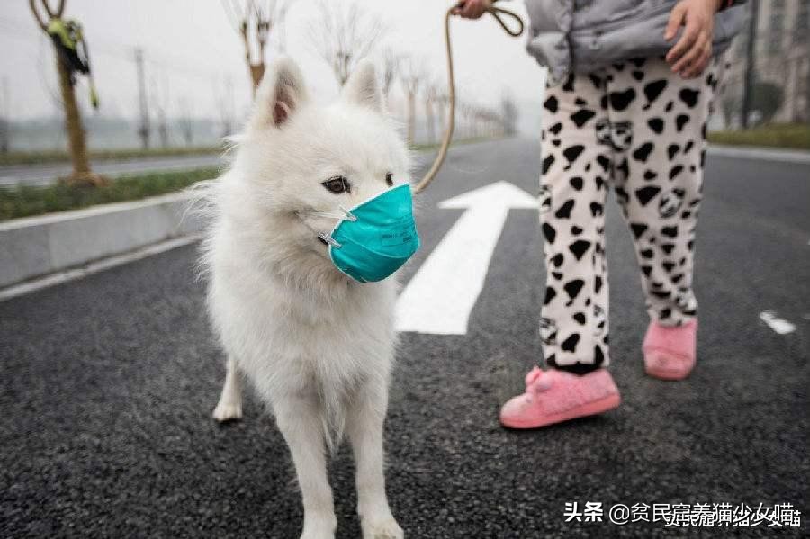 宠物口罩防病毒,疫情宠物口罩