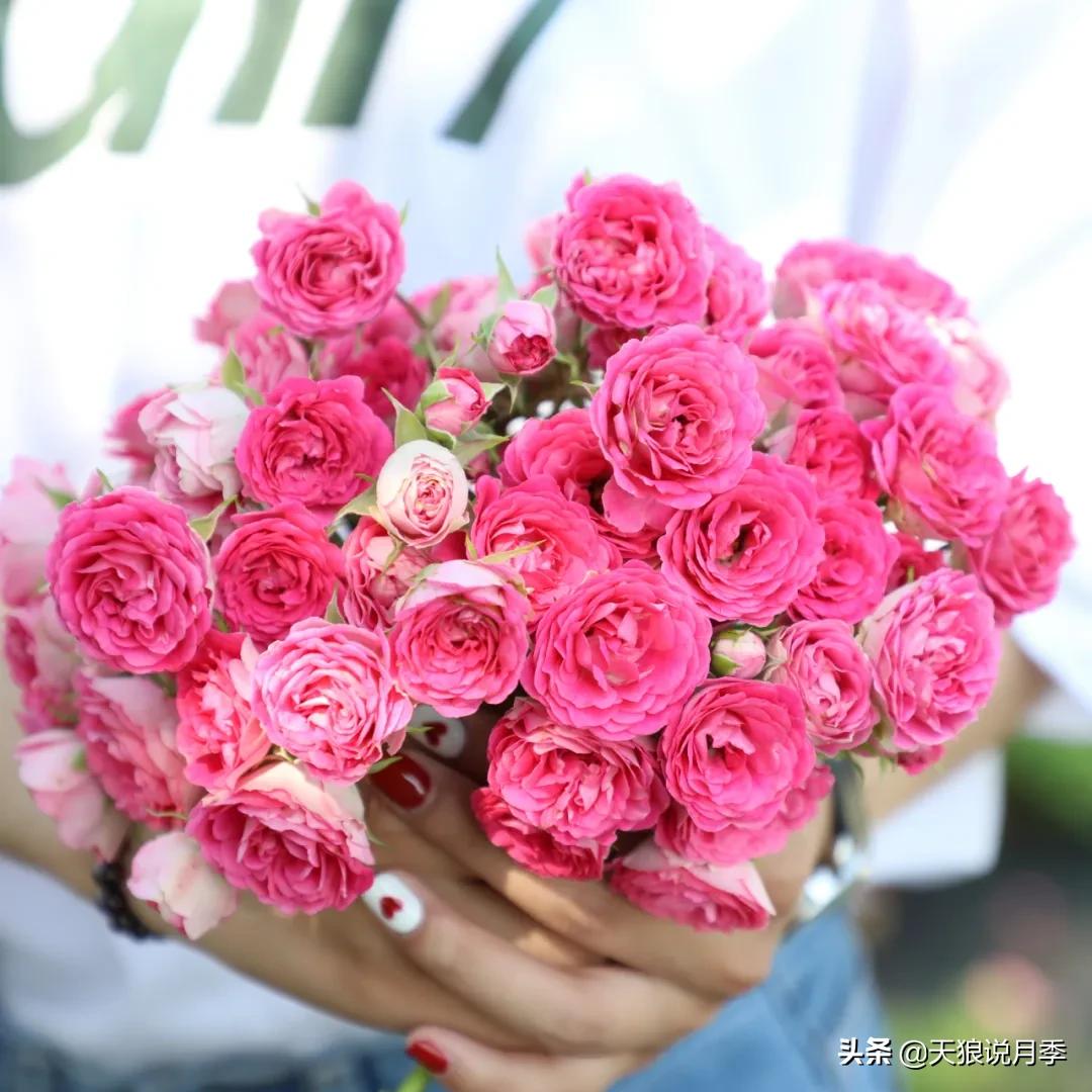 人家最美四月天，天狼自育终于打折了！15个品种供你宠信。