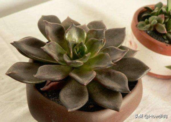 5年以上的多肉黑王子,普货多肉品种名称