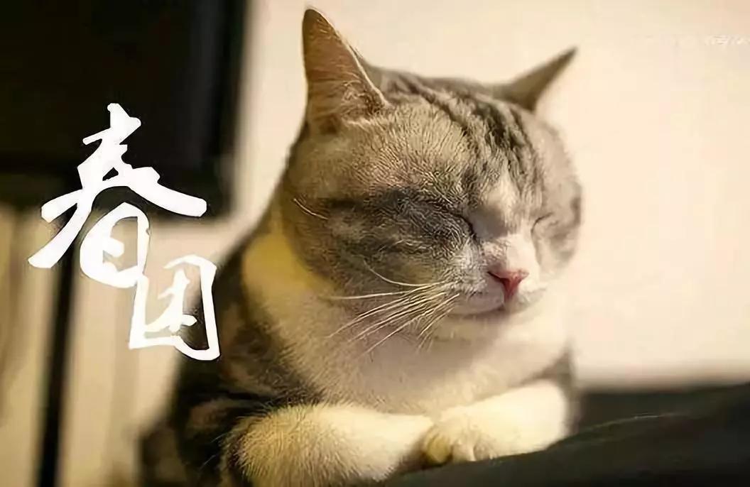 春困秋乏睡不醒是什么意思,春困不是病困起来真的是要命