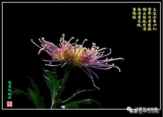 中华诗影大课堂,中华诗影艺术