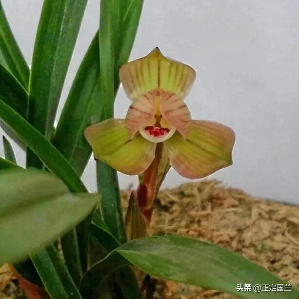 为什么兰花被称为国兰,为什么兰花又叫国兰