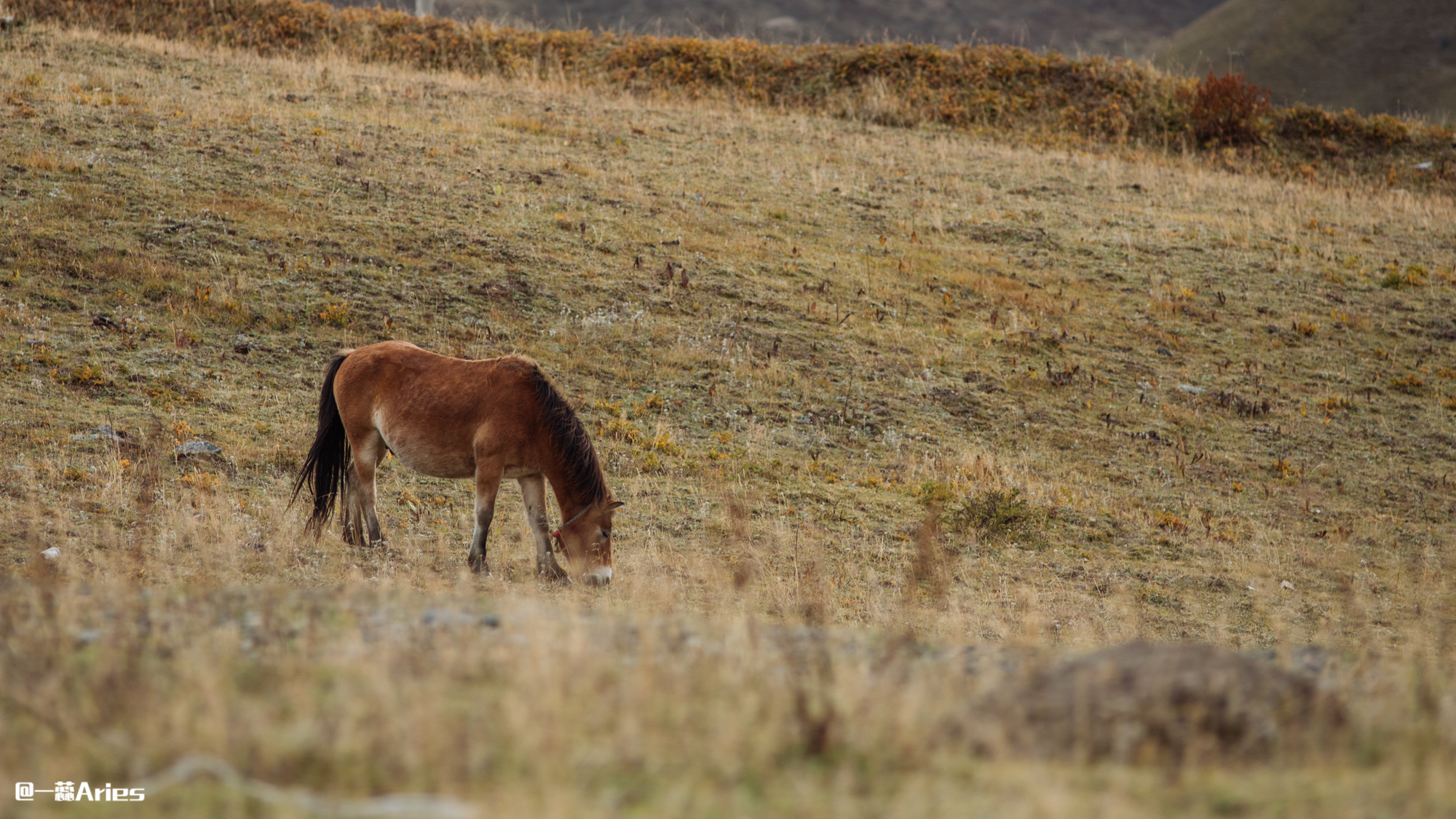 成都周边秋天美到极致的秋色,成都近郊游最美秋色