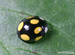 瓢虫是甲虫吗,瓢虫与甲虫形态的主要区别
