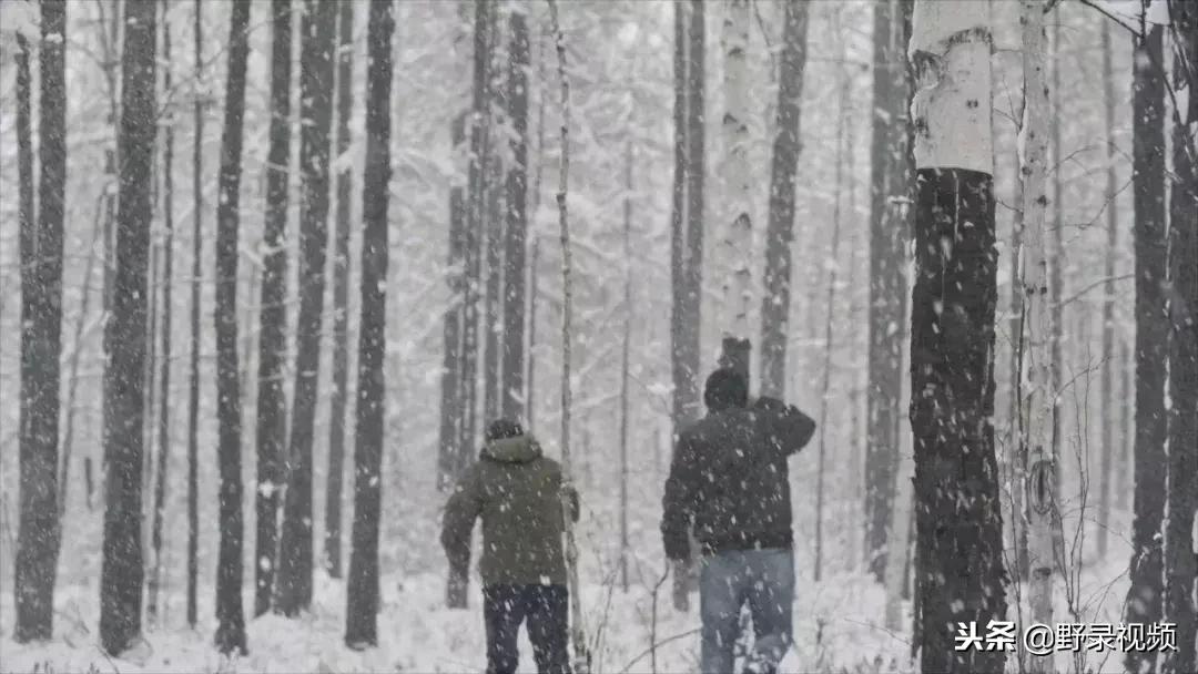 敖鲁古雅原始部落驯鹿喂草,敖鲁古雅驯鹿旅行