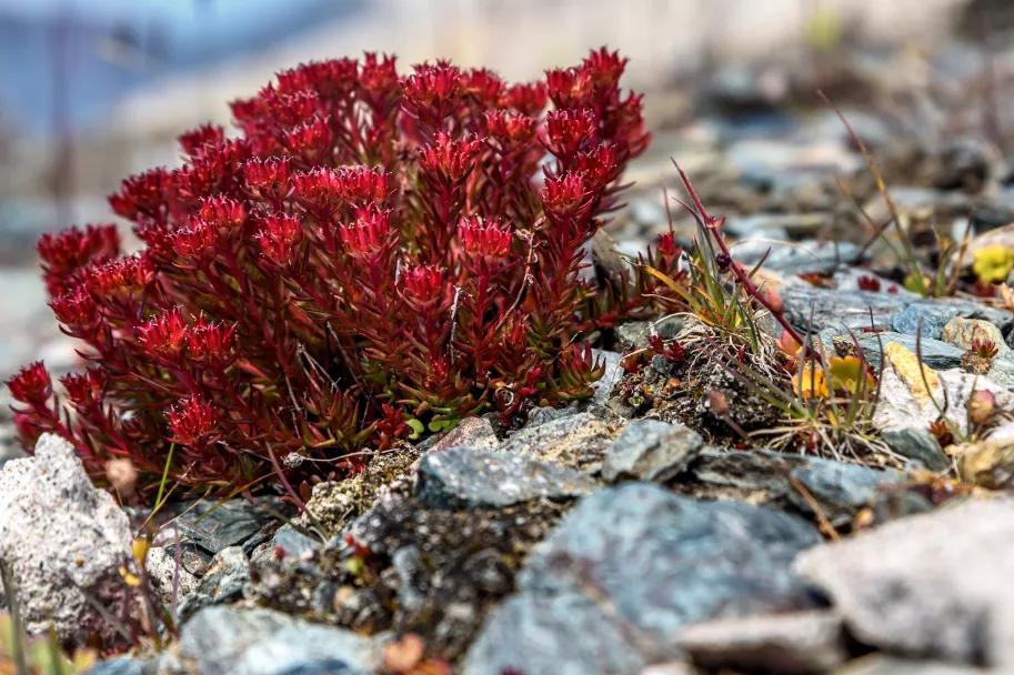 国货深度测评不讲情怀讲实力,片仔癀国货公认最好用的10大面霜