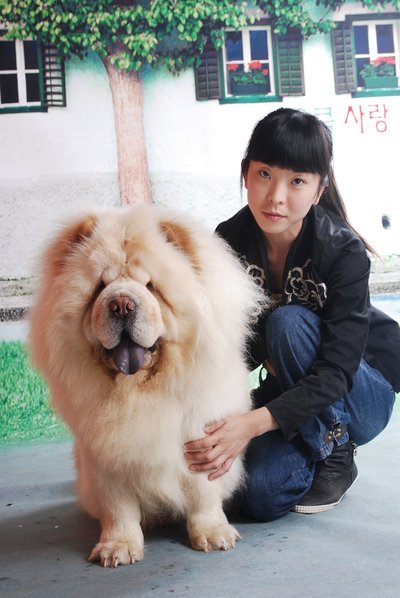 养松狮犬觉得挺温和的,为什么松狮犬出门了就不听使唤了