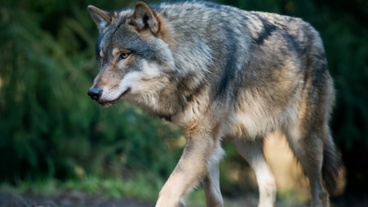 当狼遇到真正的狼时,当狼遇到真正的哈士奇