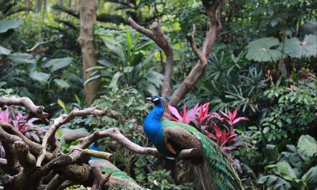 广州长隆四天三晚旅游推荐,4天去广州长隆和珠海看海怎么玩