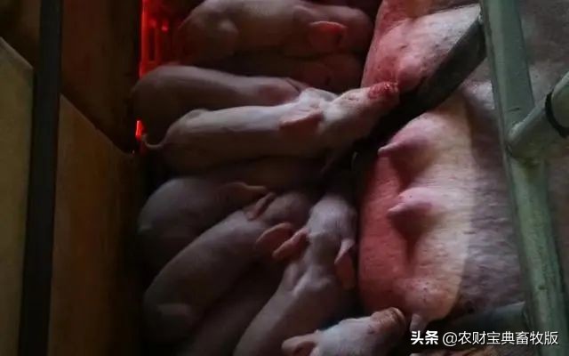 二元母猪价格高达13000万元!行业人士:*猪种**其实没有想象中紧缺‖抗疫助农大家谈.礼蓝动保特约