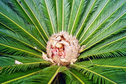 铁树怎么养护和浇水,铁树怎么养才能更旺盛