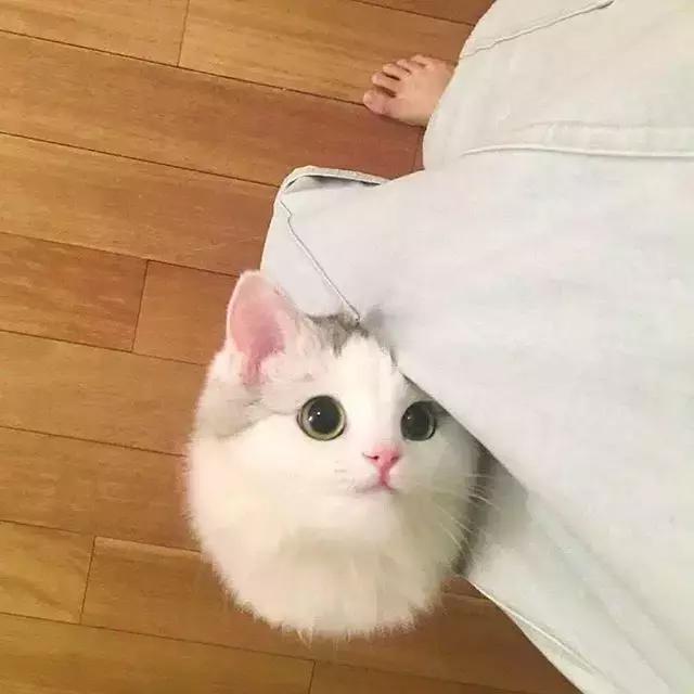 猫耳朵里有黑色脏东西是猫癣吗,猫耳朵里有黑黑的东西就是耳螨吗