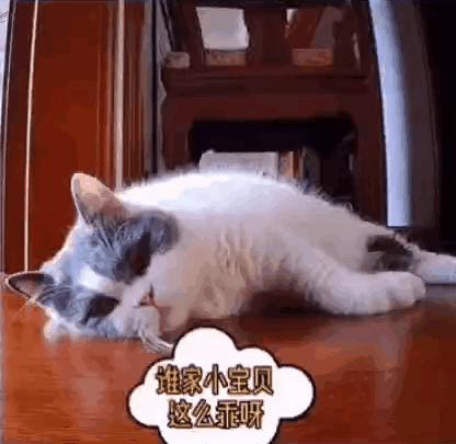 “因为一句话，我家猫在监控前守了一夜，彻夜未眠”