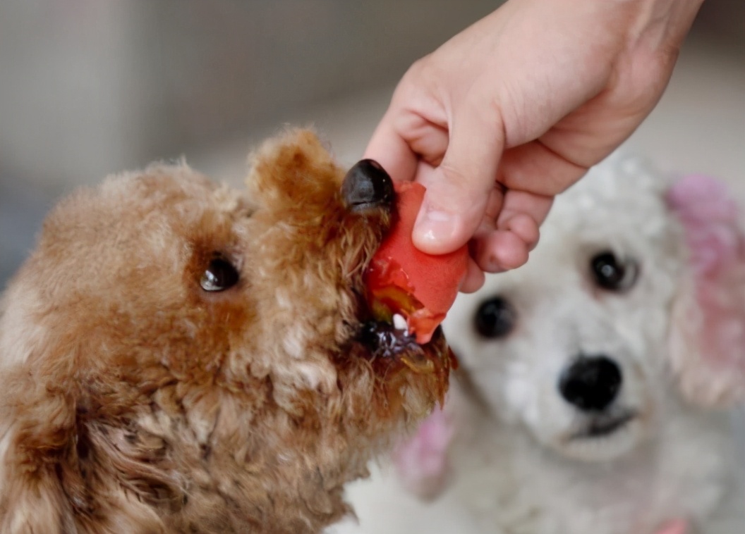 小泰迪犬的眼睛长白毛,泰迪犬长了白毛怎么回事