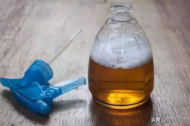 花盆底部的地虱虫怎么杀灭,花盆里有鼠妇虫怎么处理