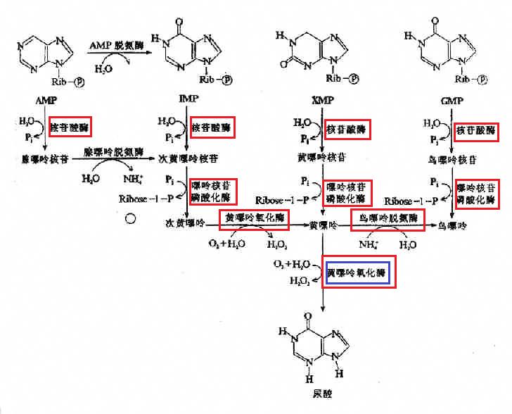别嘌醇治疗痛风的机理在于,别嘌醇吃多久才能治愈尿酸高