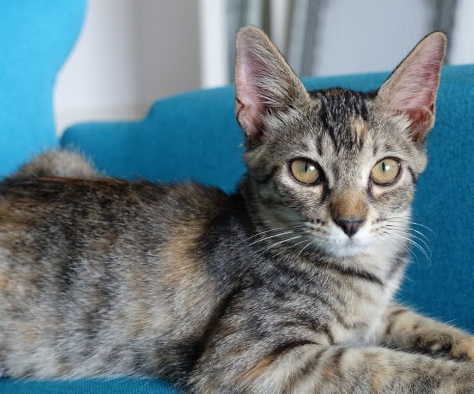 猫咪寄生虫感染人的途径,猫咪寄生虫感染用什么最好