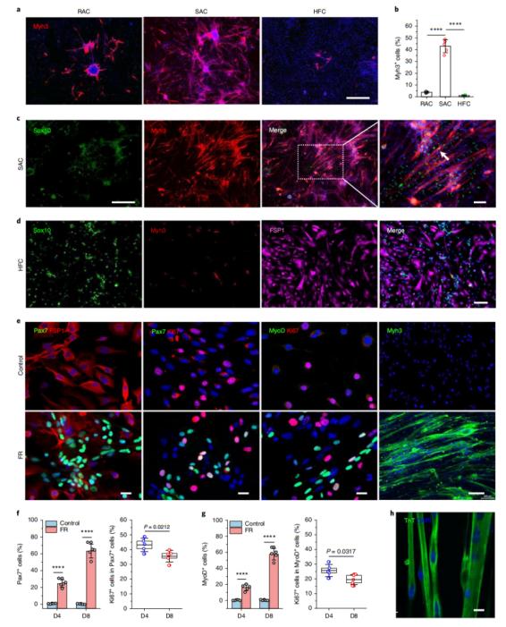 攻克单能干细胞疗法难题!科学家实现肌肉干细胞体内外高效扩增