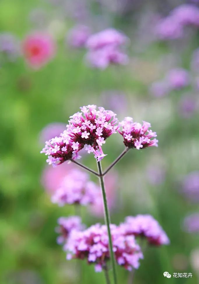 衣草精油真假辨别方法视频,薰衣草真假辨别图解大全
