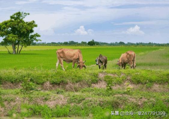 幸灵,原文加译文(懂得上善若水的道理,达到与光同尘的境界)