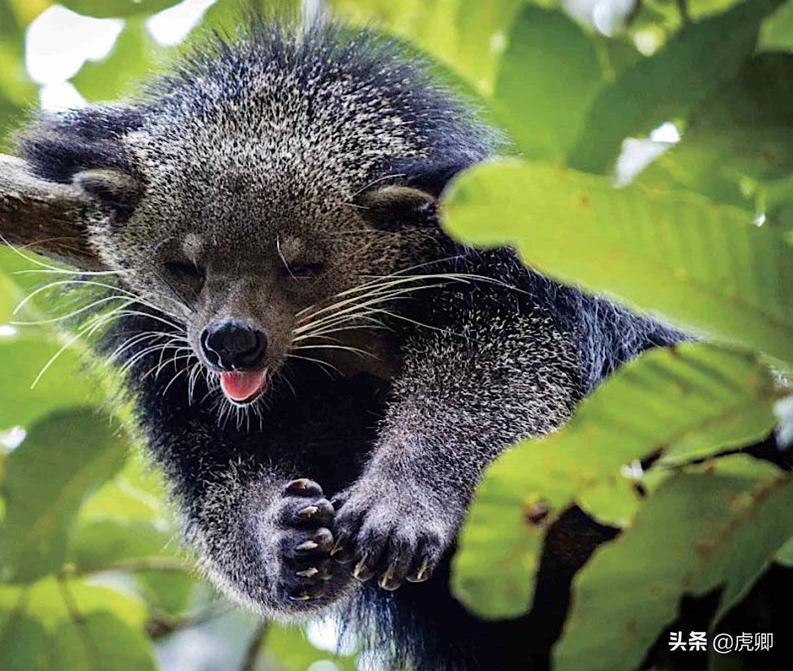 熊灵猫为何濒危？便便制成的咖啡售价500元一杯，受欧美绅士追捧