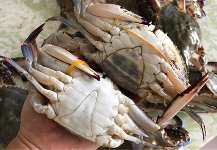 怎么挑螃蟹梭子蟹,怎样挑梭子蟹的简单方法窍门