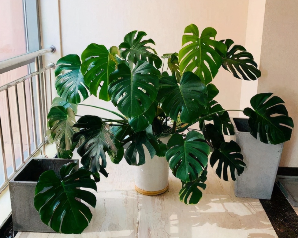 养花的小技巧大全视频,养花知识大全和小技巧