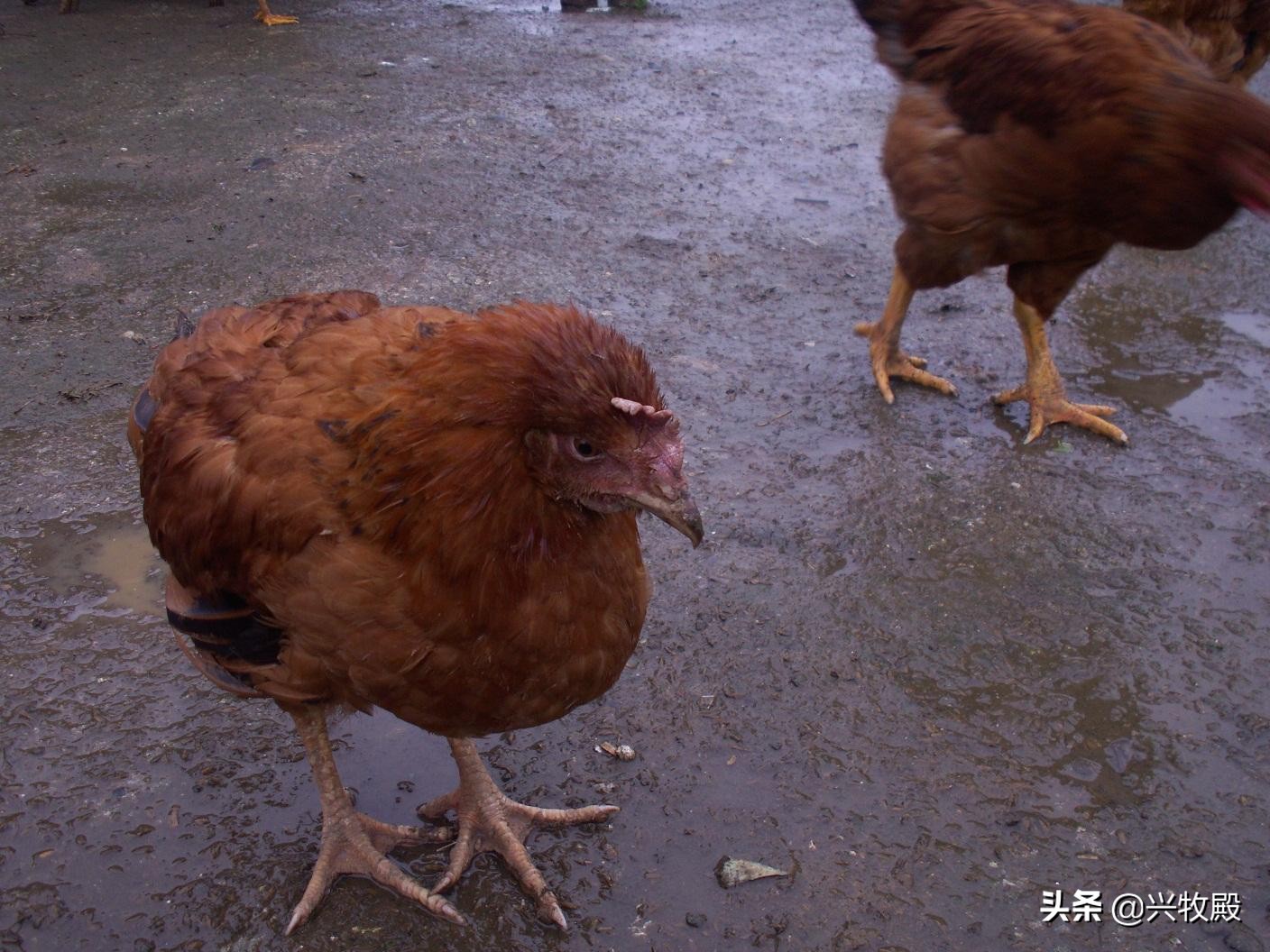 鸡得了肠胃病该怎么治,鸡胃不消化喂什么药