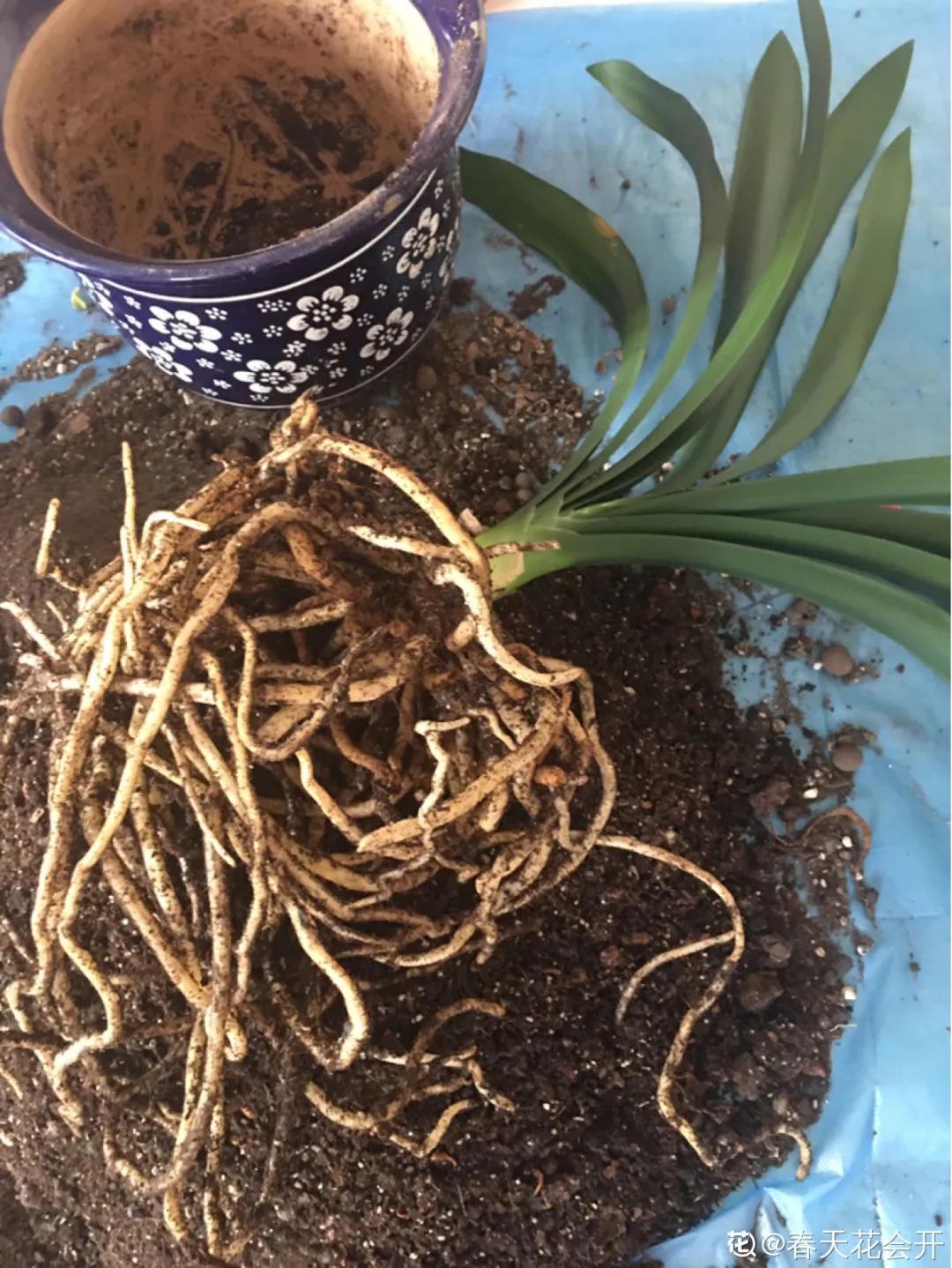 夏天养几盆水培花，清凉又干净，只用水就爆满根，叶子绿得直冒油