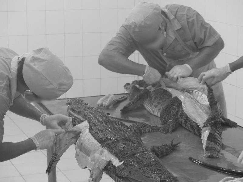 珍稀鳄鱼皮包,昂贵的皮包背后残忍的真相