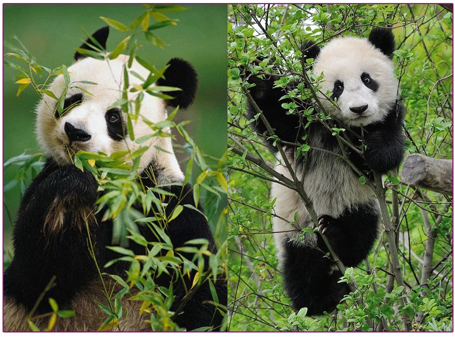 儿童画创意画花蝴蝶,儿童画大熊猫的画法