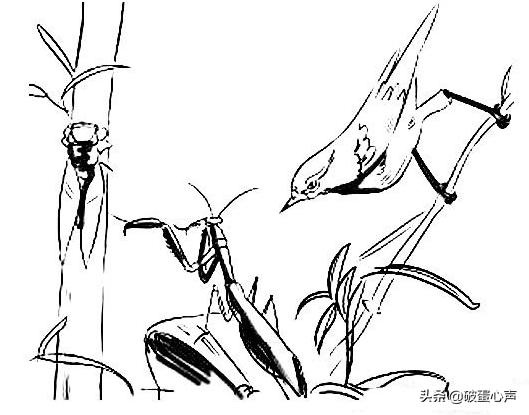 螳螂捕蝉黄雀在后黄雀后面还有谁,螳螂捕蝉黄雀在后黄雀后面是什么