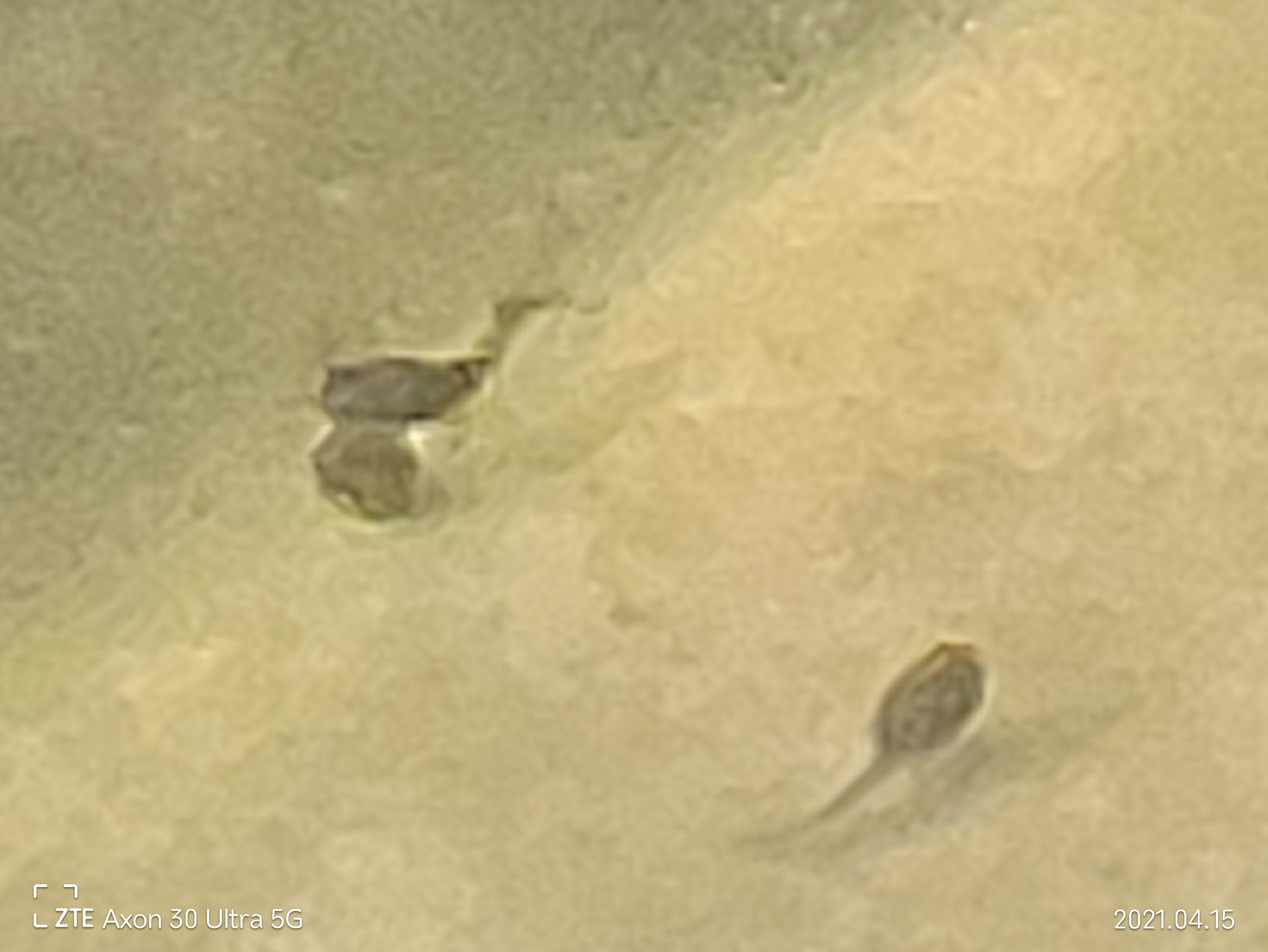 中兴axon30ultra评测屏下摄像头,中兴axon30ultra三千新机能入手吗