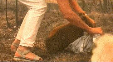 澳大利亚山火导致多少动物死亡,澳洲山火肆虐无数动物被烧死