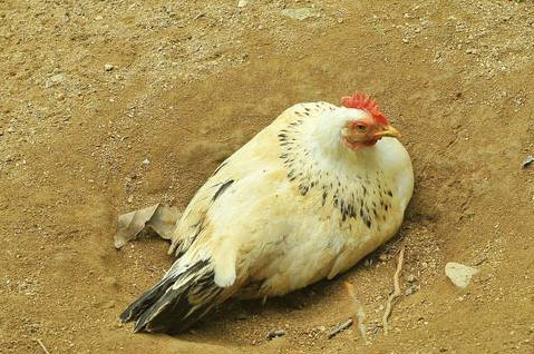 鸡痘病的症状及表现,已经有了鸡痘还能注射疫苗吗